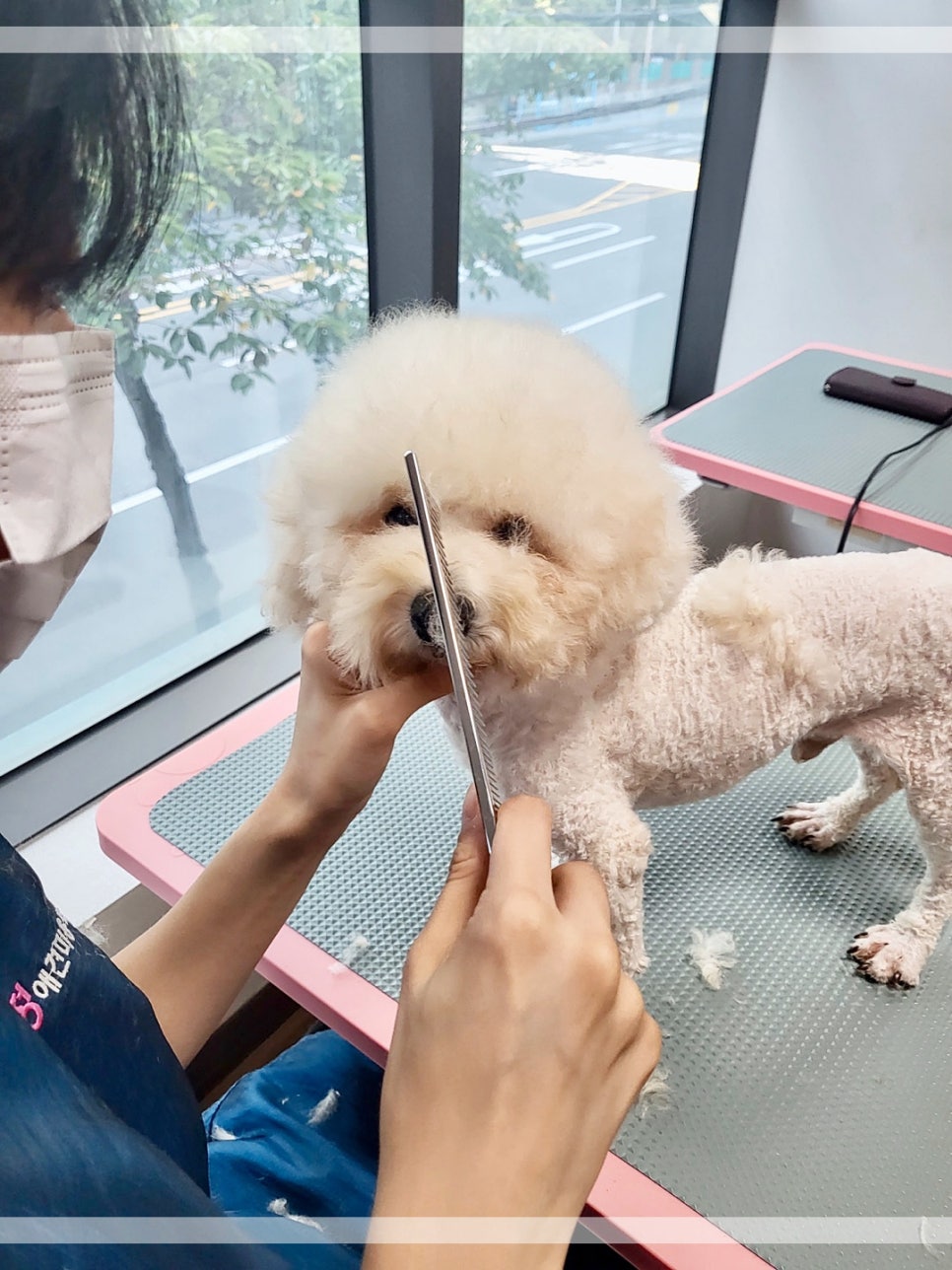 샵초도 이미지