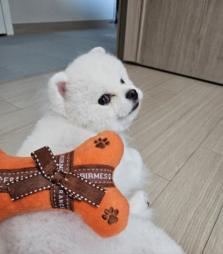 개르메스 이미지