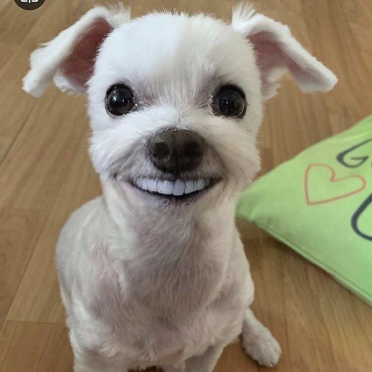 왈왈왈 이미지