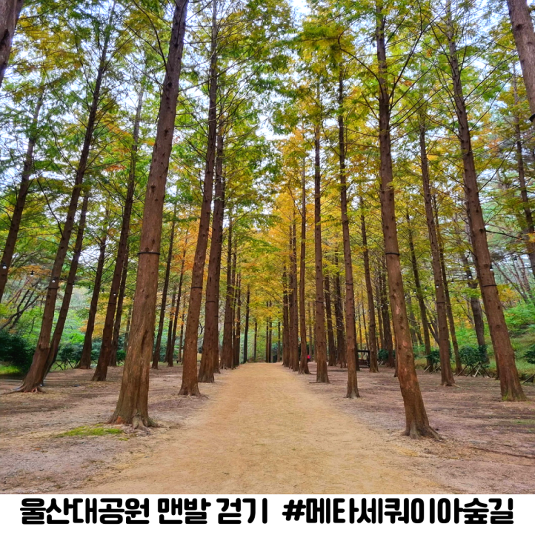 기적의힐링숲 이미지