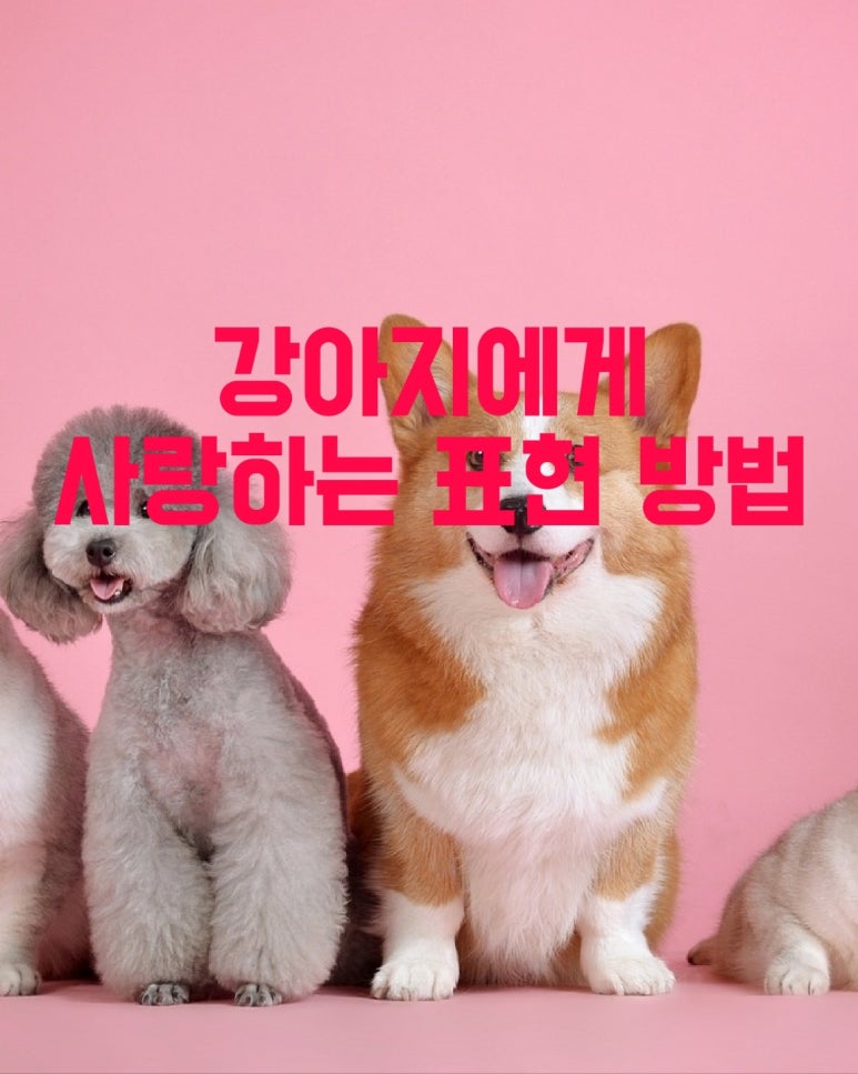 강아지에게 사랑하는 표현 방법
