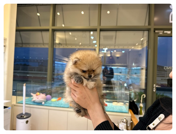 디몽 이미지