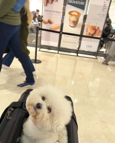 카페 드 리옹 이미지