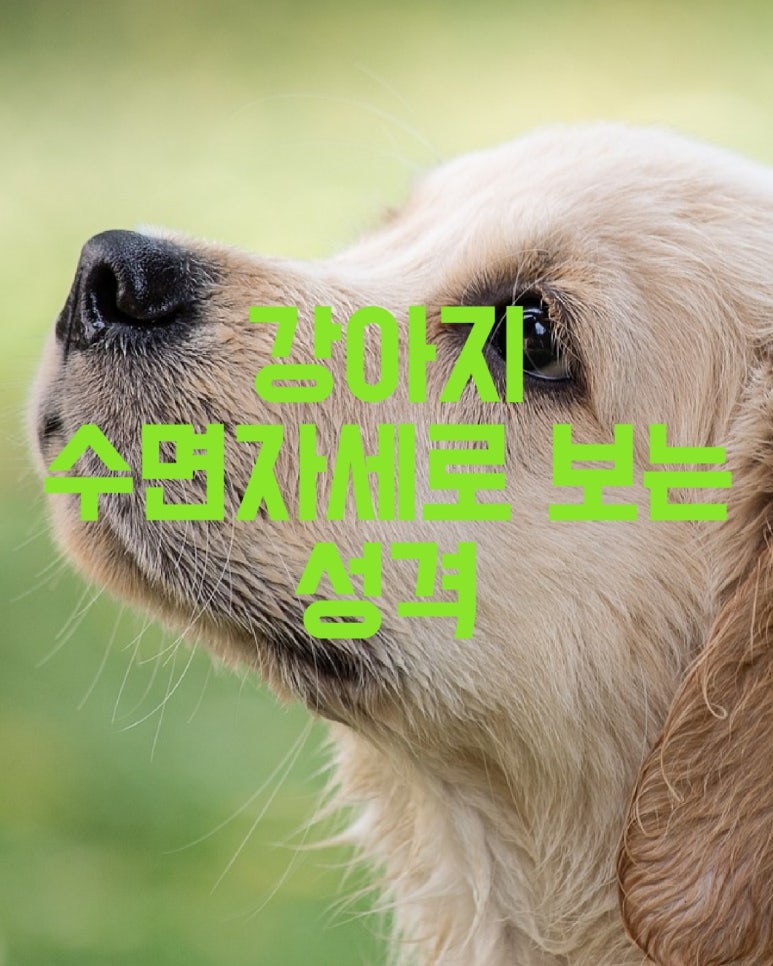 강아지 수면 자세로 보는 성격