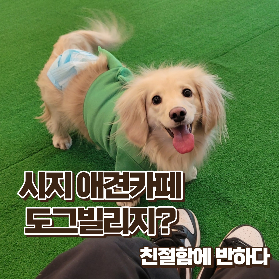 도그빌리지 이미지