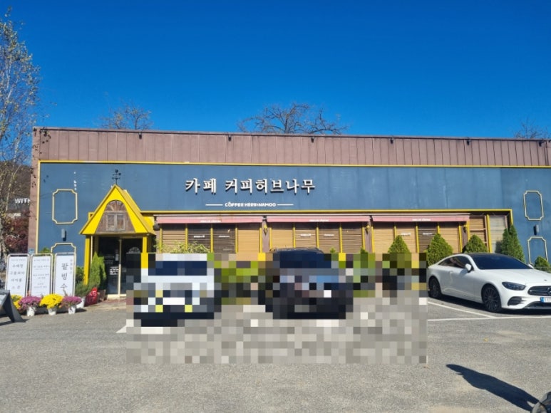 커피허브나무 이미지