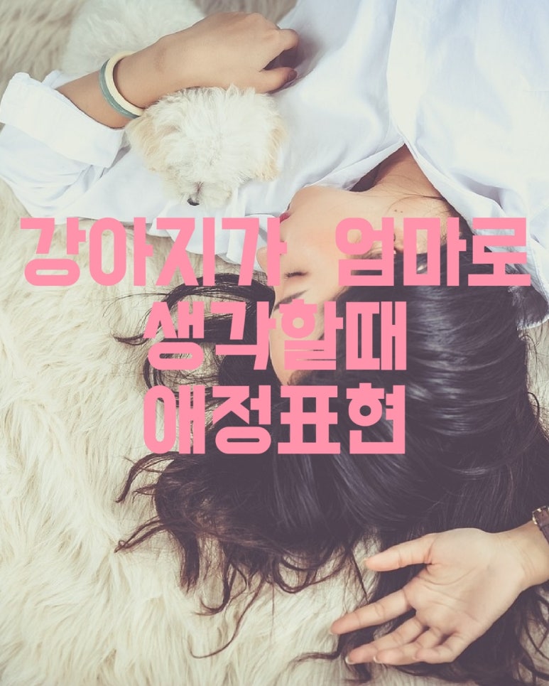 강아지가 엄마로 생각할때 애정 표현