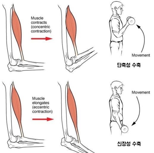 어베인휘트니스 이미지