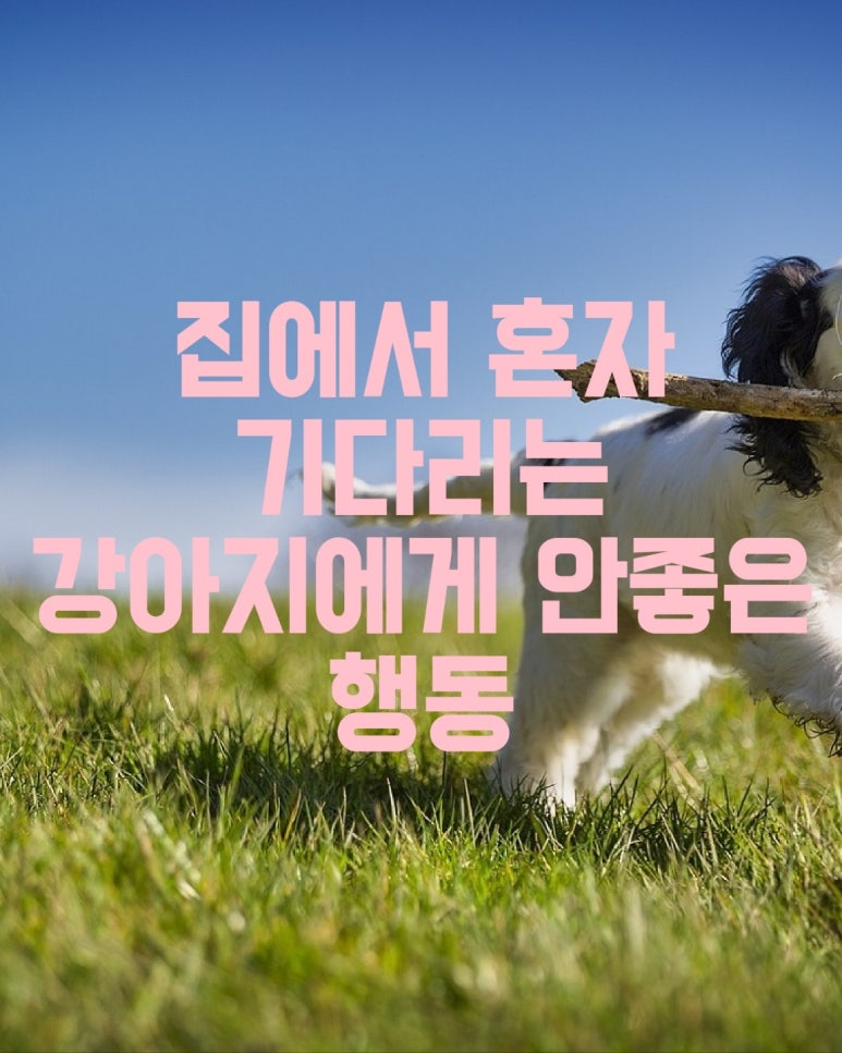 집에서 혼자 기다리는 강아지에게 안좋은 행동