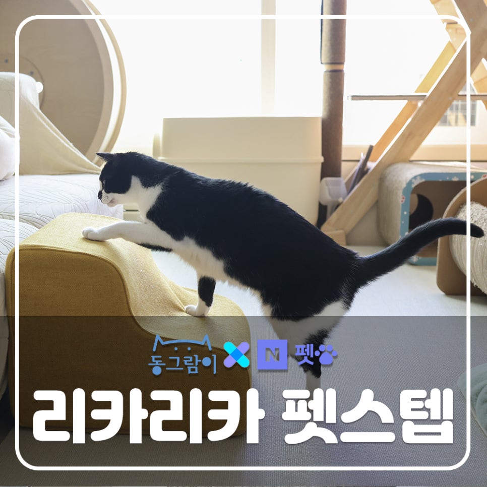 보호리카 이미지