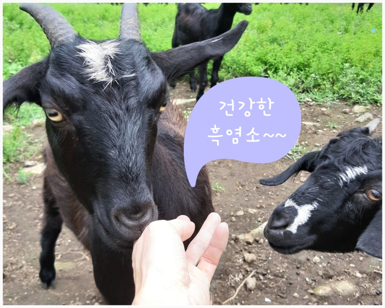 영남알프스식품 이미지
