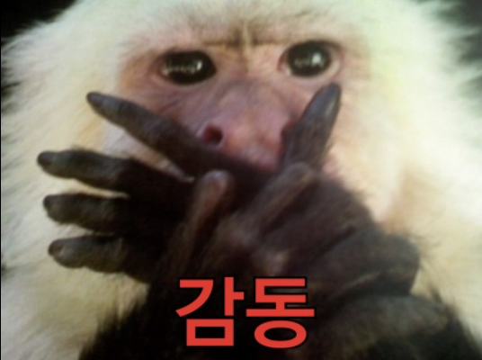 문캣네일 이미지