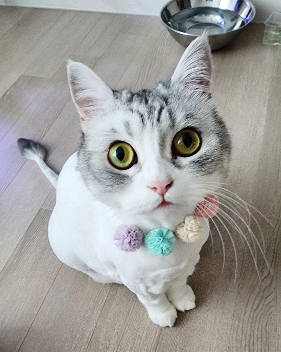 영심이헤어 이미지