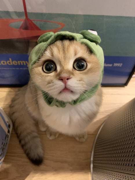 릴리모네 이미지