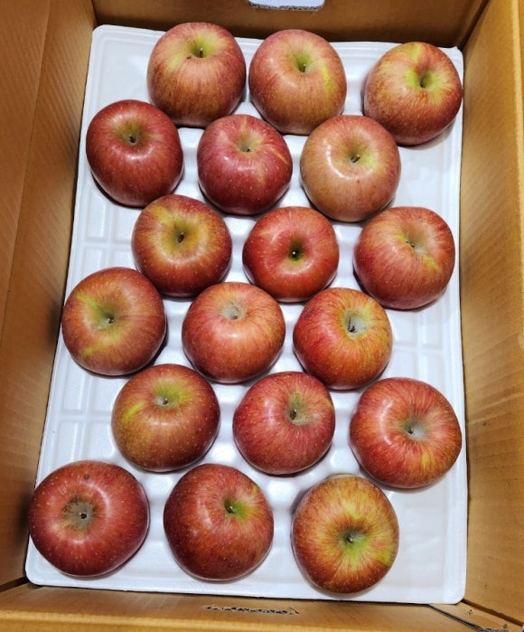 토마토야채과일 이미지