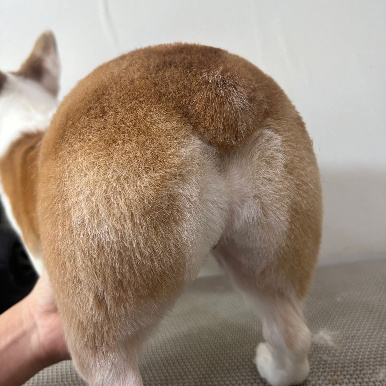 도그몽드 이미지