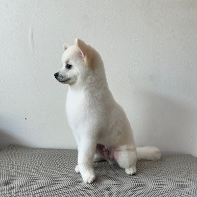 도그몽드 이미지