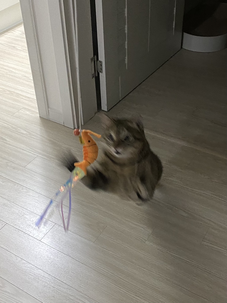 트랩어필 이미지