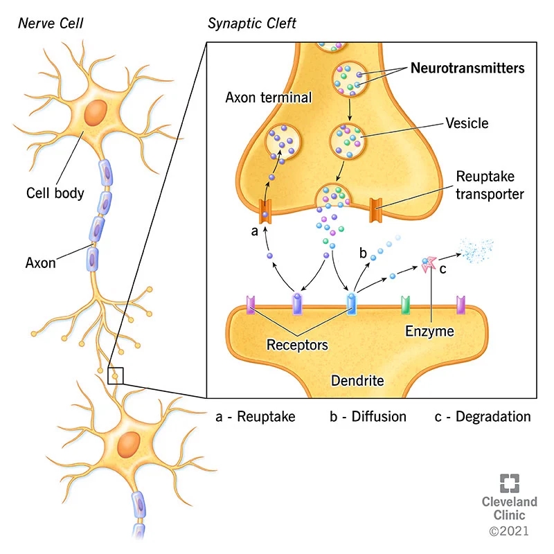 뇌 안에서 일어나는 일: 뉴런(neuron)의 신호전달 체계와 신경전달물질(neurotransmitter) : 네이버 블로그
