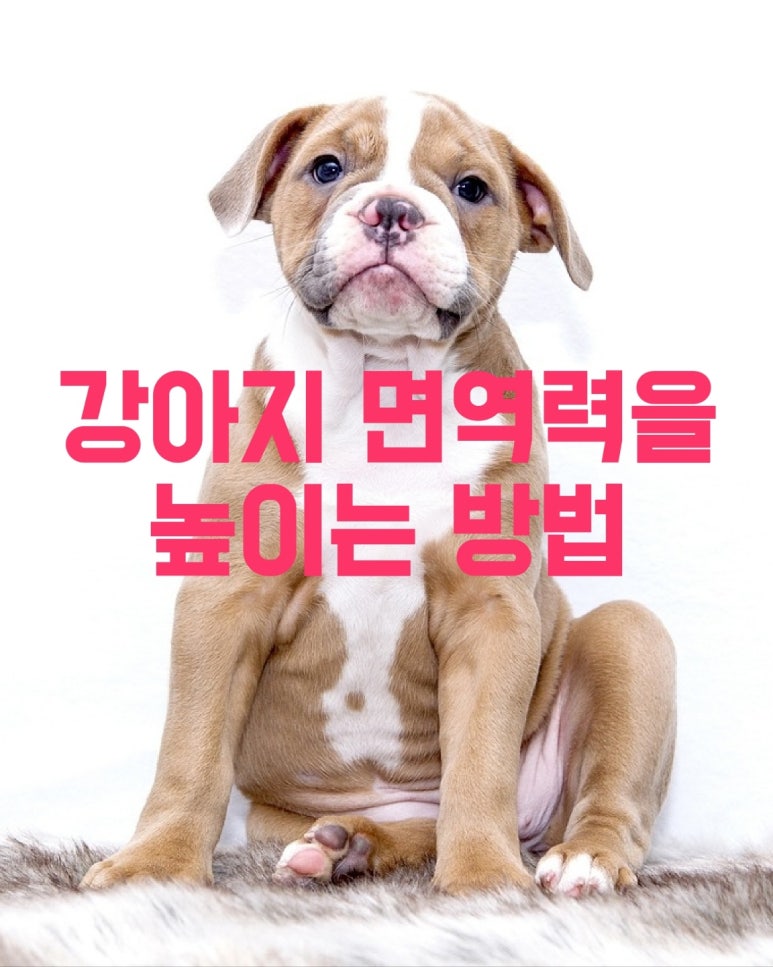 강아지 면역력을 높이는 방법
