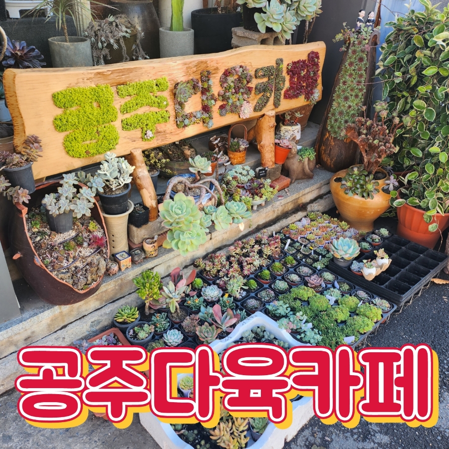 공주다육카페 이미지