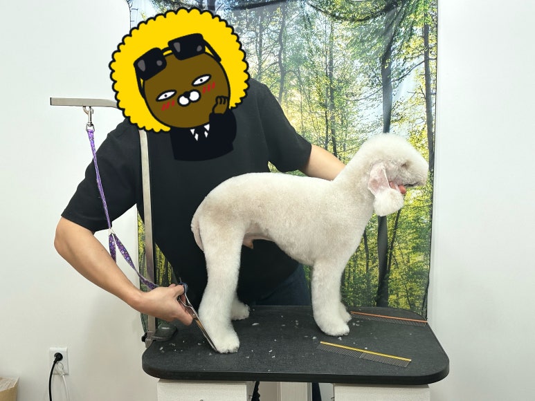도그몽드 이미지