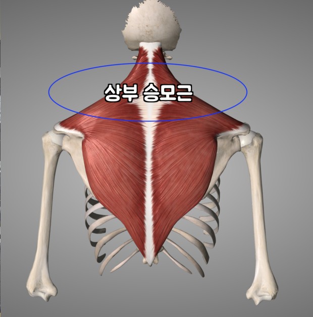 투모어휘트니스 이미지