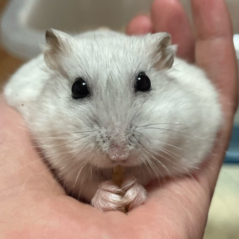 영양밀웜 이미지