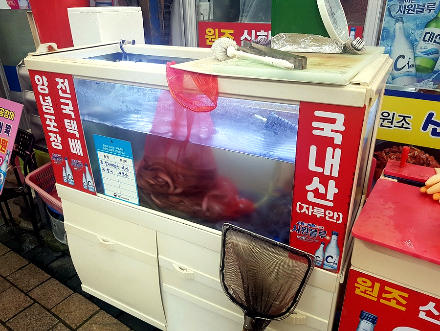 신화곰장어 이미지