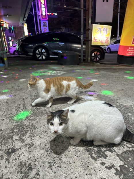 인생극장쪽갈비목포하당점 이미지