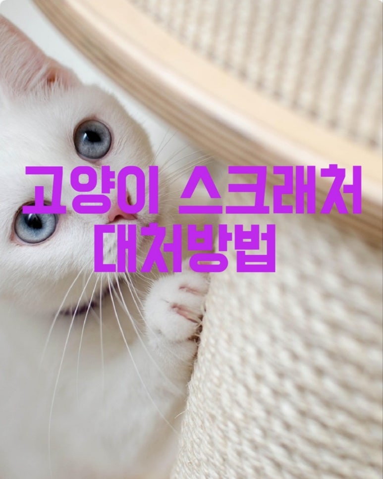 고양이 스크래치 대처방법