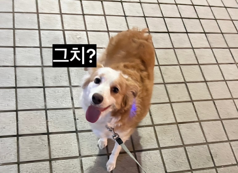 파파존스송파 이미지