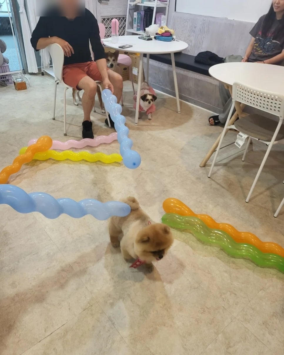 멍뭉까까 이미지