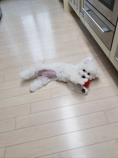 더샤벳 이미지