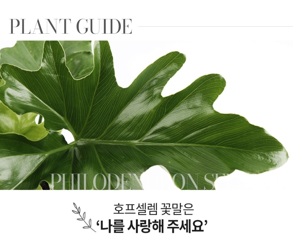 꽃말호프 이미지
