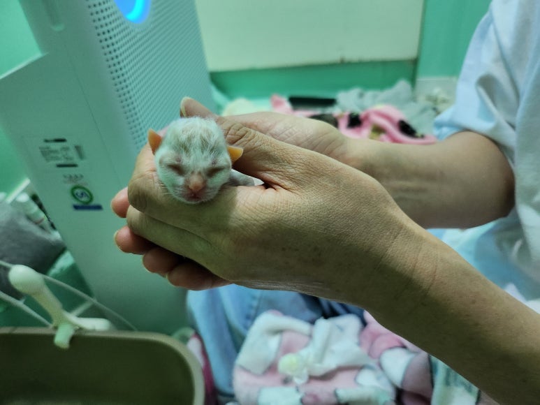 사회적협동조합반려동물 이미지