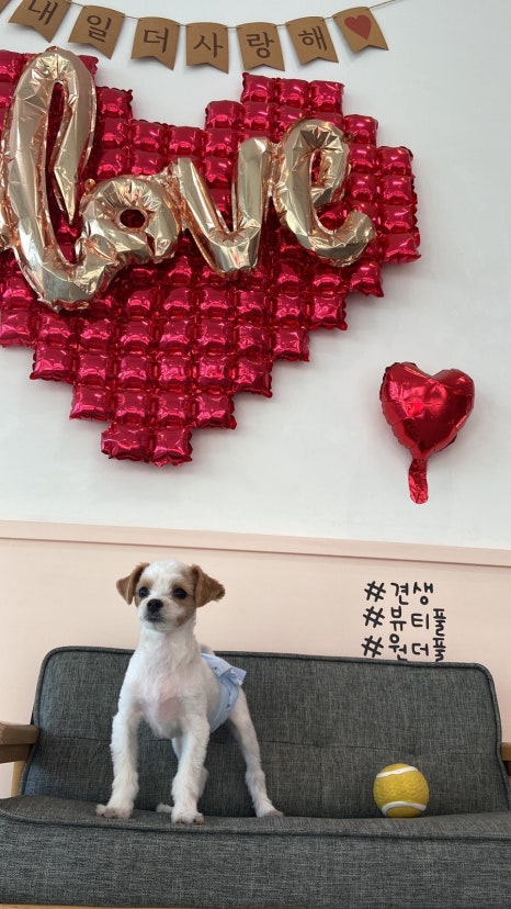 아따멍멍 이미지
