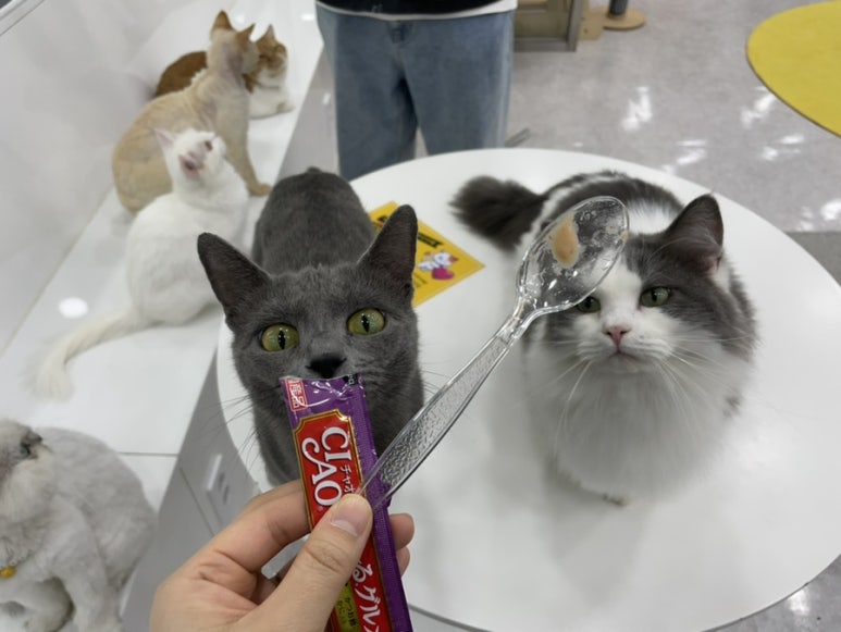야옹아놀자 이미지