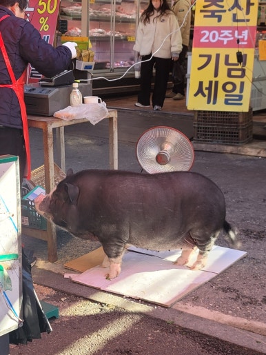 꿀꿀이축산 이미지