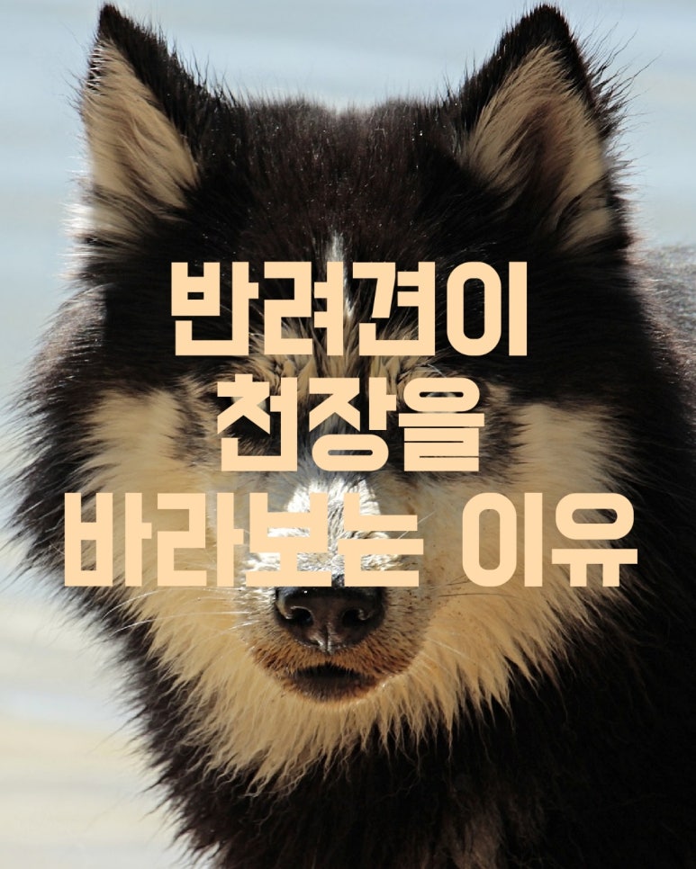 반려견이 천장을 바라보는 이유
