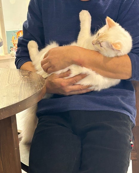 아가마미고양이카페 이미지