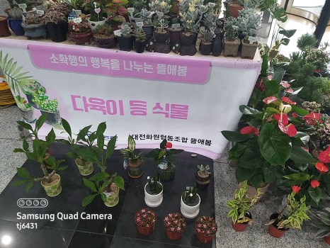뜰애꽃 이미지