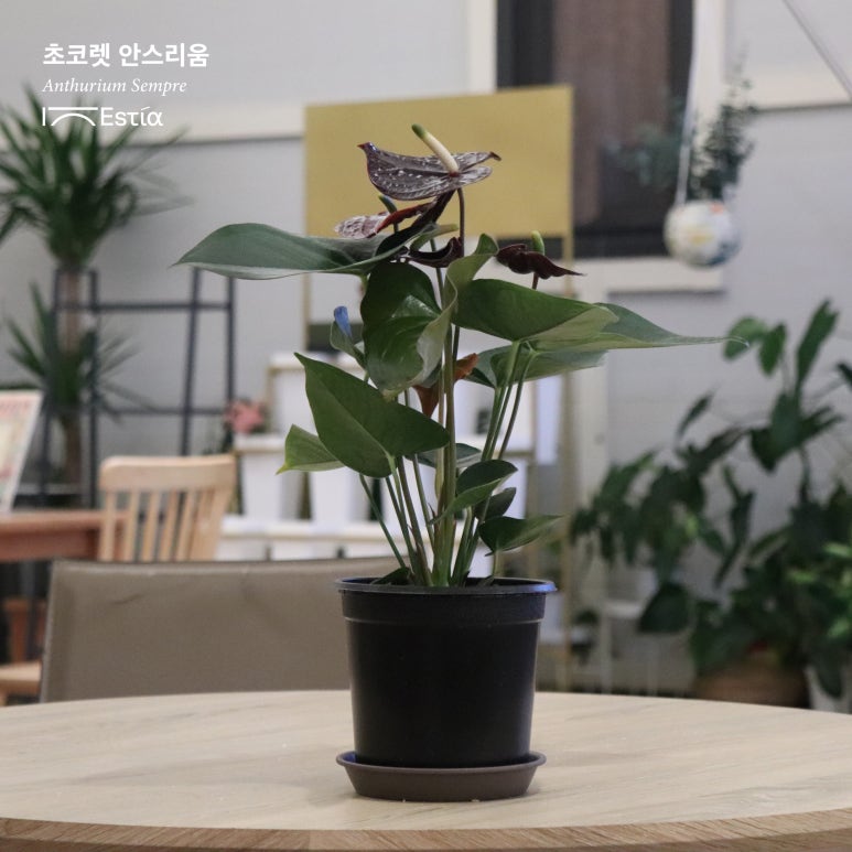 법인나라원예 이미지