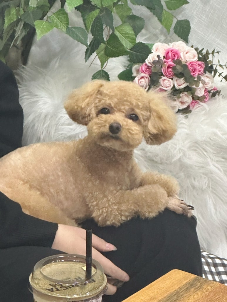 초원샵 이미지