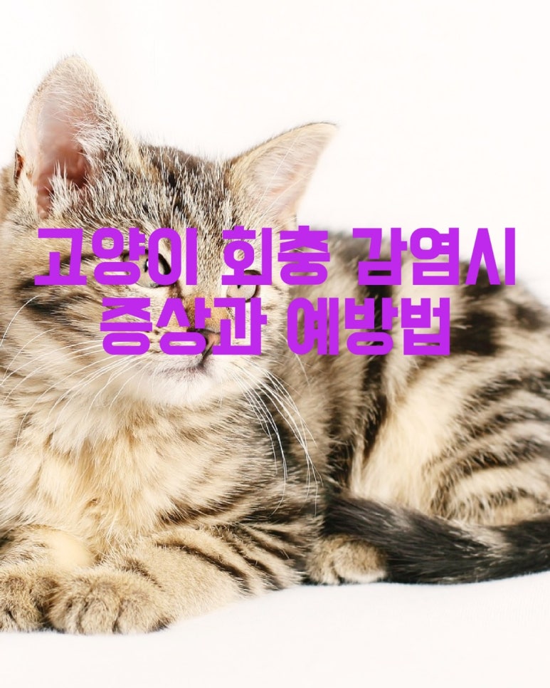 고양이 회충 감염시 증상과 예방법