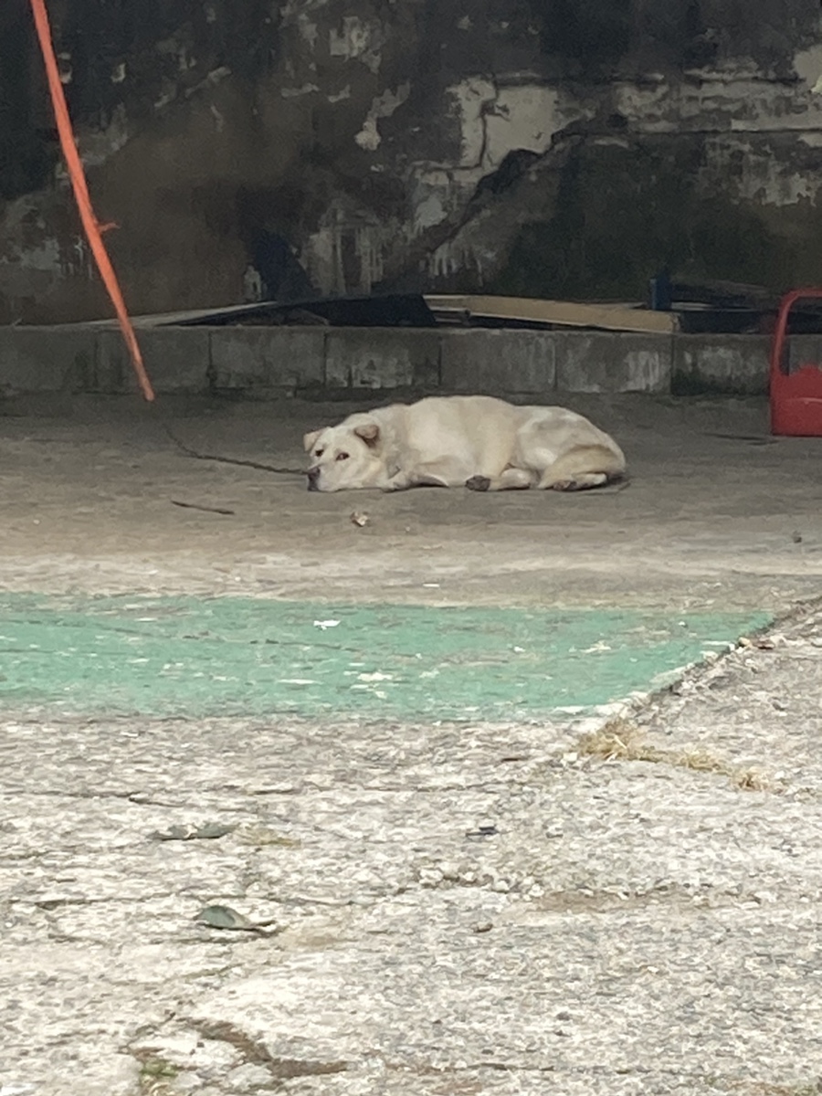 강산카센타 이미지