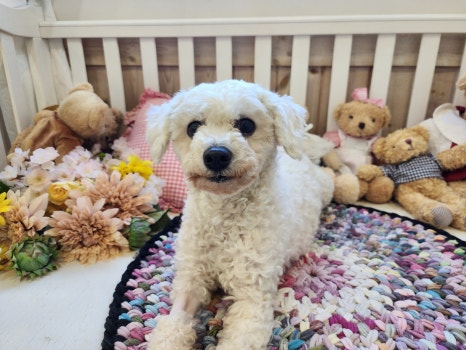 영아미용 이미지