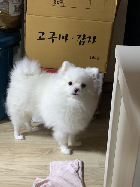 깔롱구제 이미지