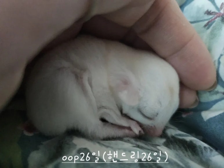 완성일 이미지