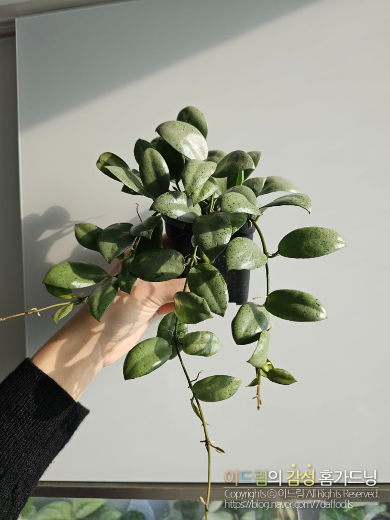 호야 민트코인 삽목하기 : 네이버 블로그